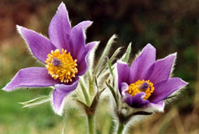  Pulsatilla Pulsatilla vulgaris